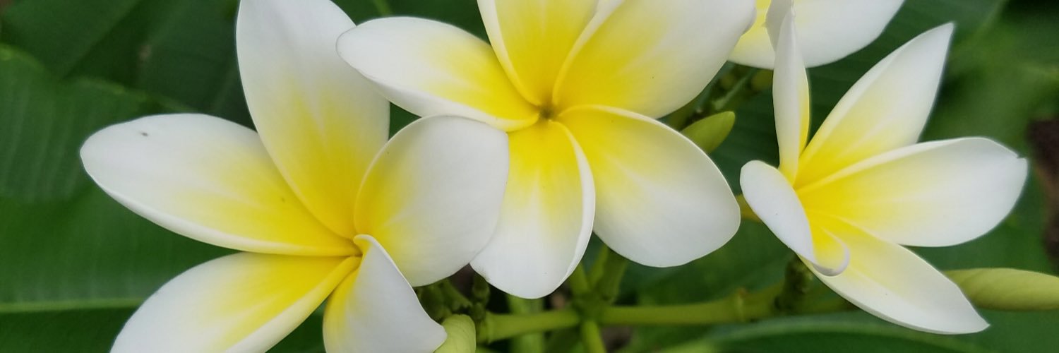 Trina's carrying a flag 🎃 🐸🇺🇸 ⭐⭐⭐ banner