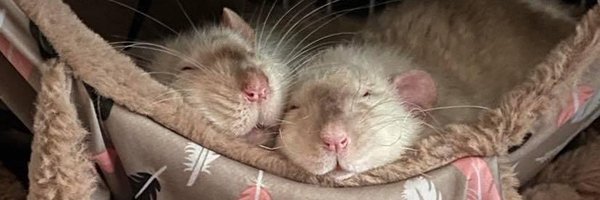 LisaDock84 Profile Banner