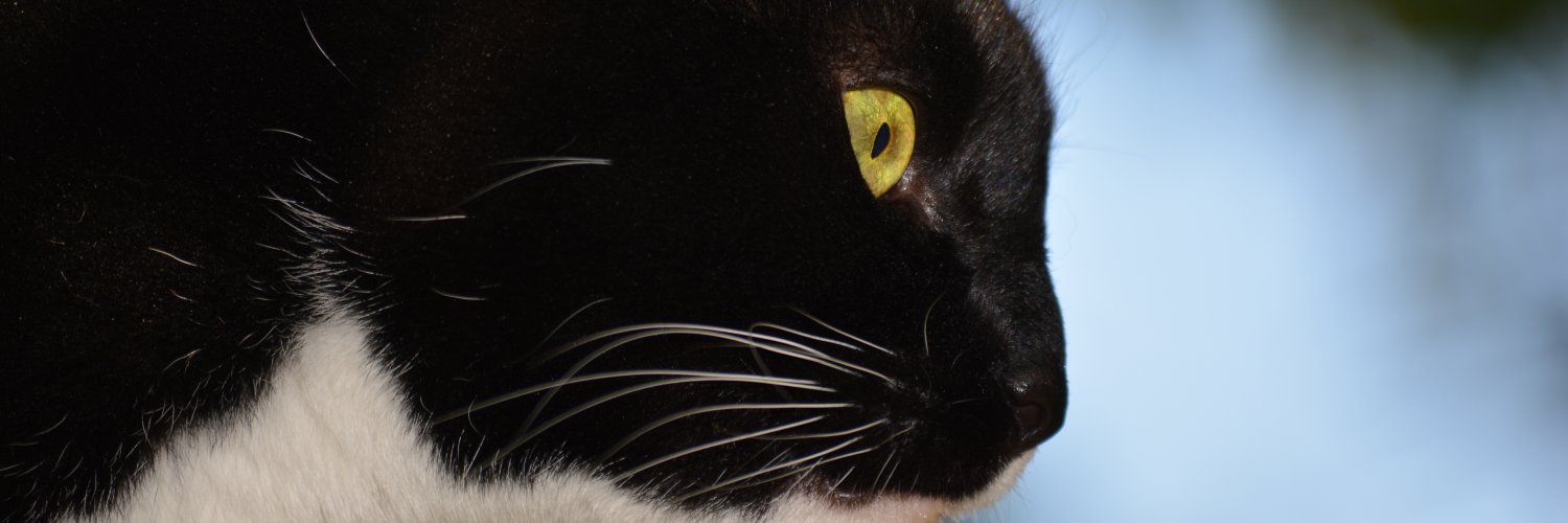 Phaedo11's profile banner image