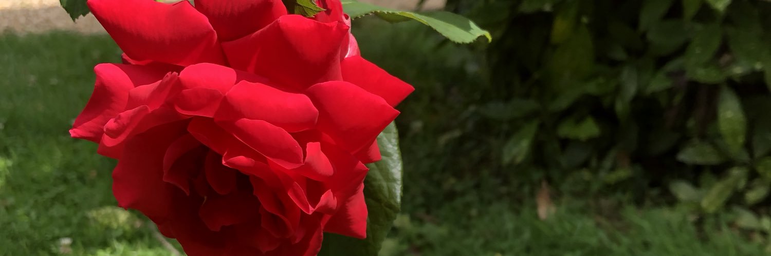 fionakent's profile banner image