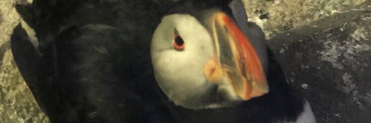 Babyak’s Bio Classroom banner