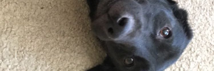 sneakygoood's profile banner image