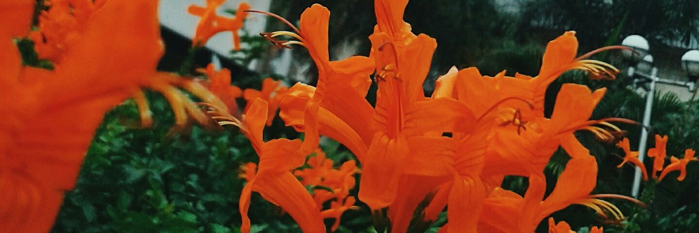 Star☆☆☆ banner