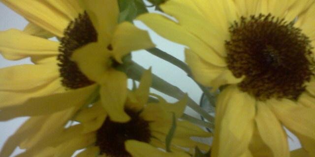 Michelle M Carson banner