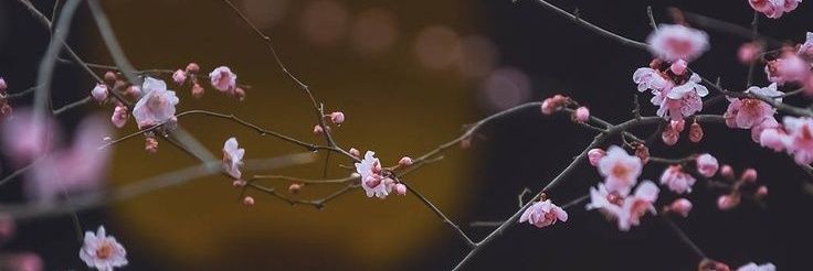 FrostFlower406's profile banner image