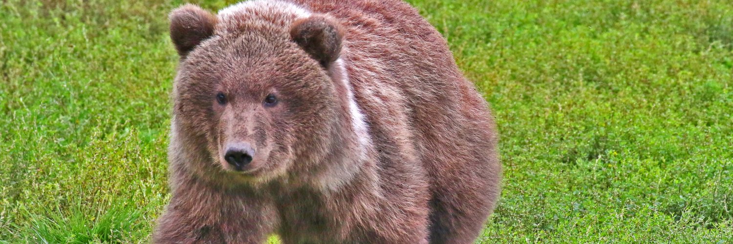 Yasmeen 🐻ياسمين banner