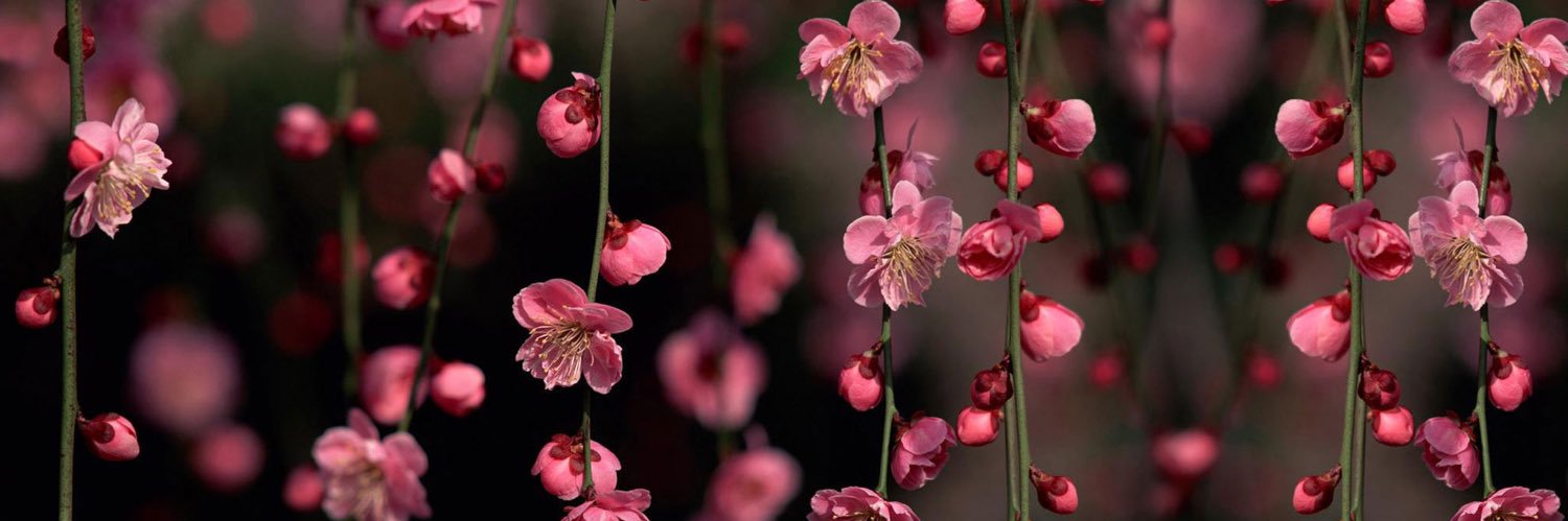 fernemcelduff's profile banner image