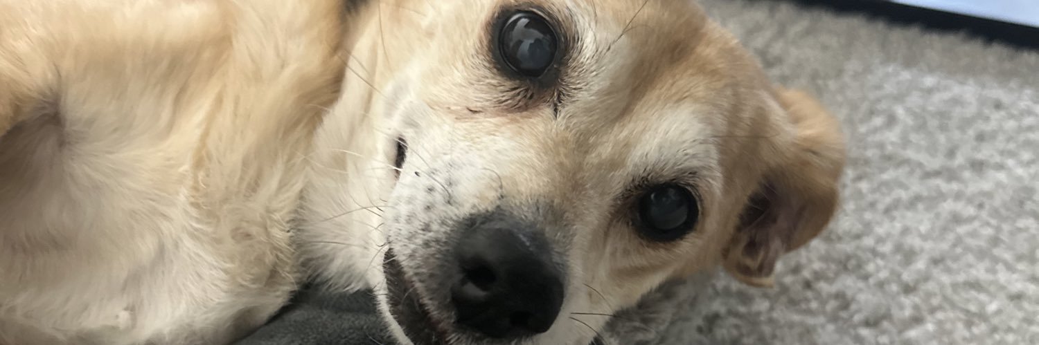 chloecanta's profile banner image