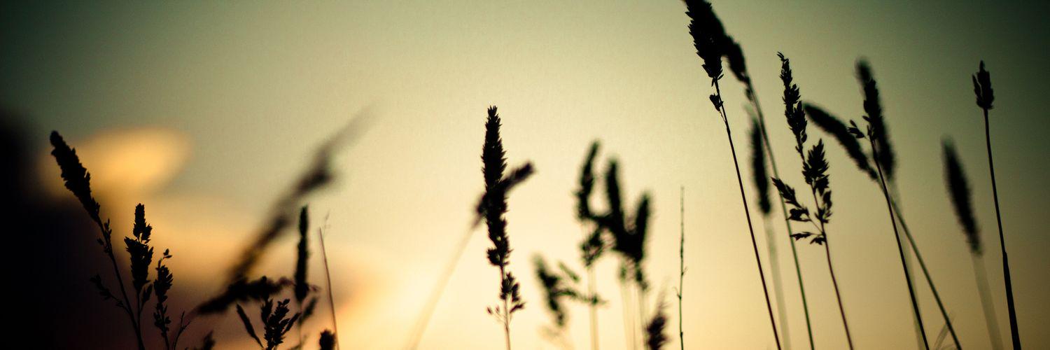 RedSky_'s profile banner image