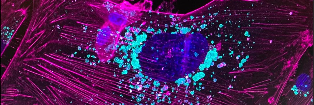 Harvey Roweth banner