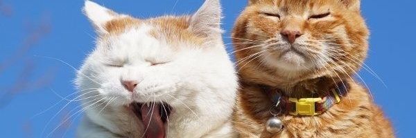 Isabel Cristina🌻 banner