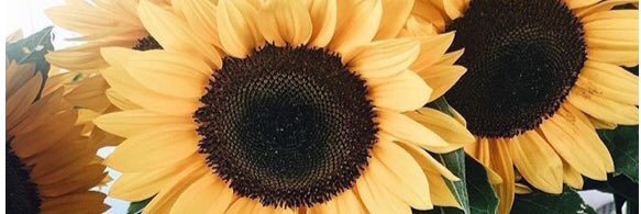 SalterKailey's profile banner image