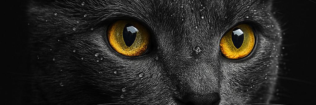 AlifeasJ's profile banner image
