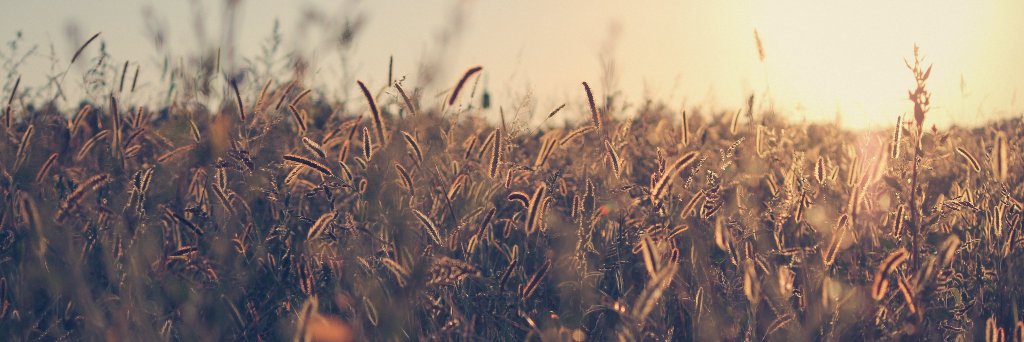 Olive Branch Consultancy's banner