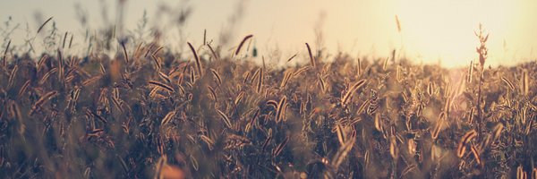 olive_obc Profile Banner