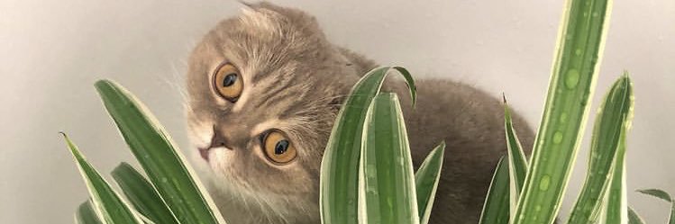 emilyyjbrown's profile banner image