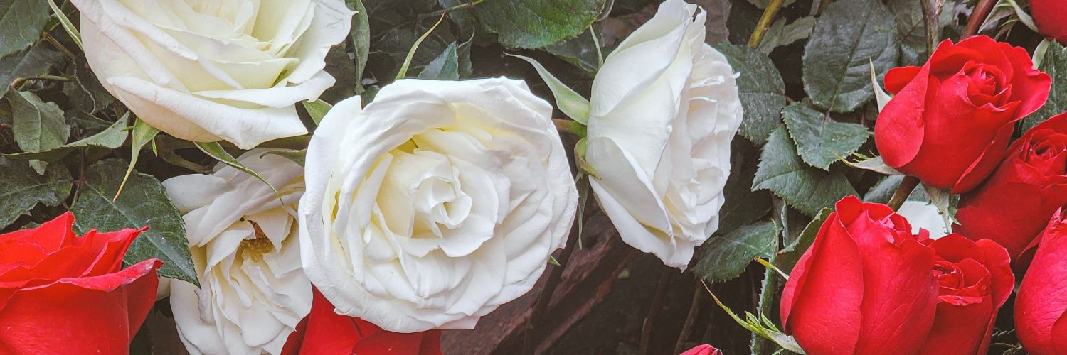 clara banner