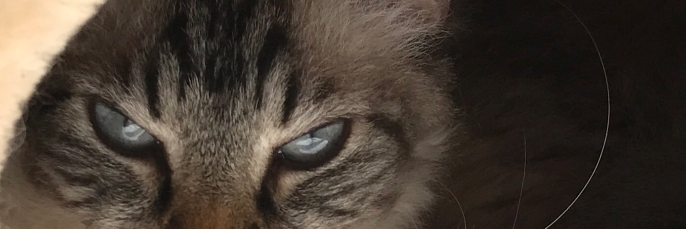 LenaAkterhall's profile banner image