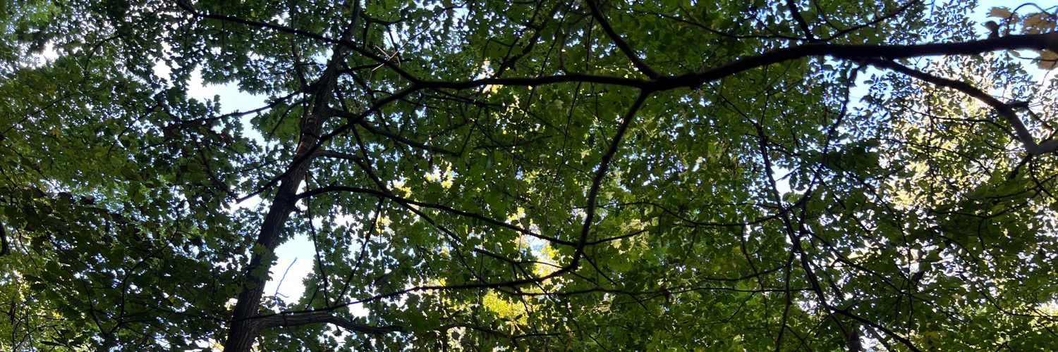 Maura Dunfey Hwang DO (@MauraDHDO on spoutible) banner