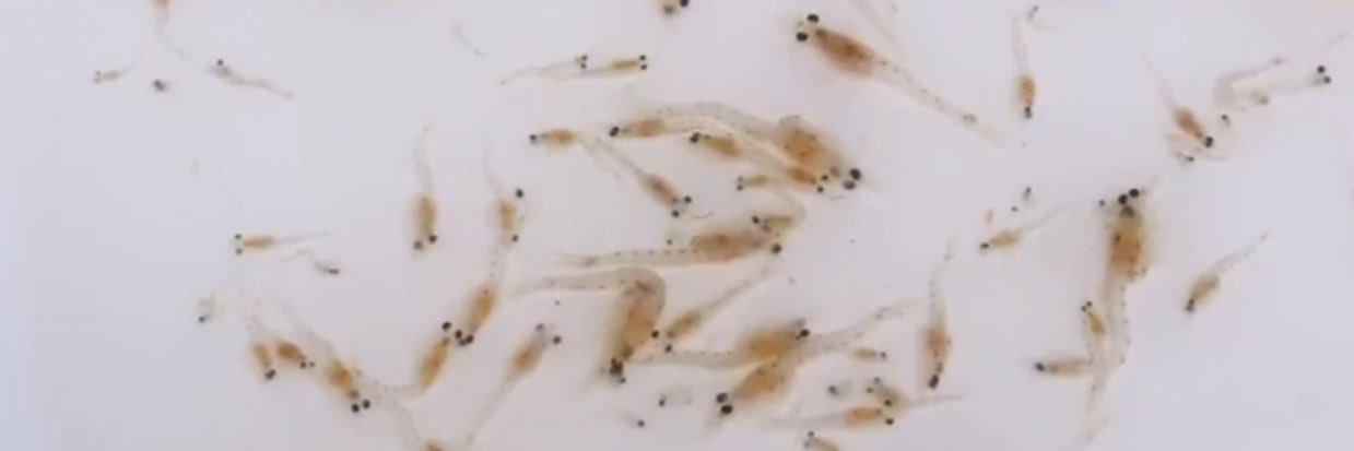 Rosie Chapina banner