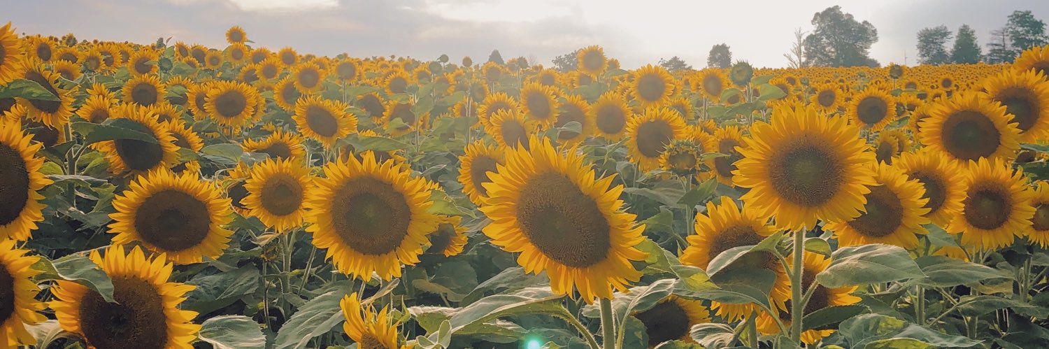 rebeccawilso's profile banner image