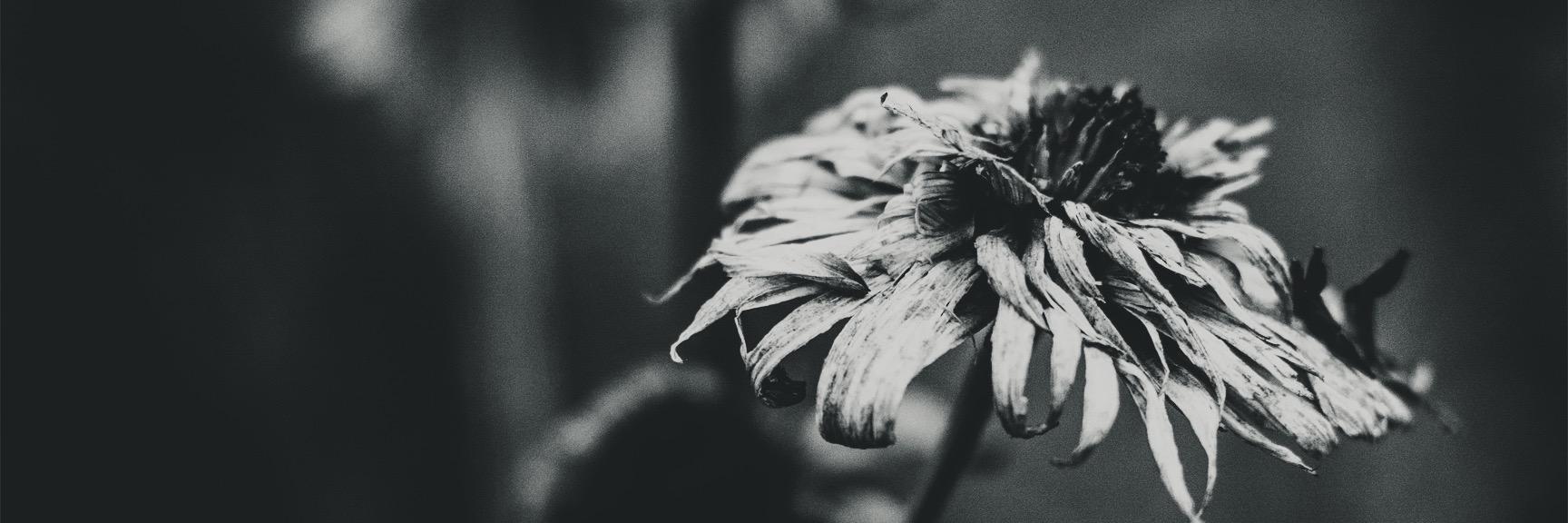 levinlee_'s profile banner image