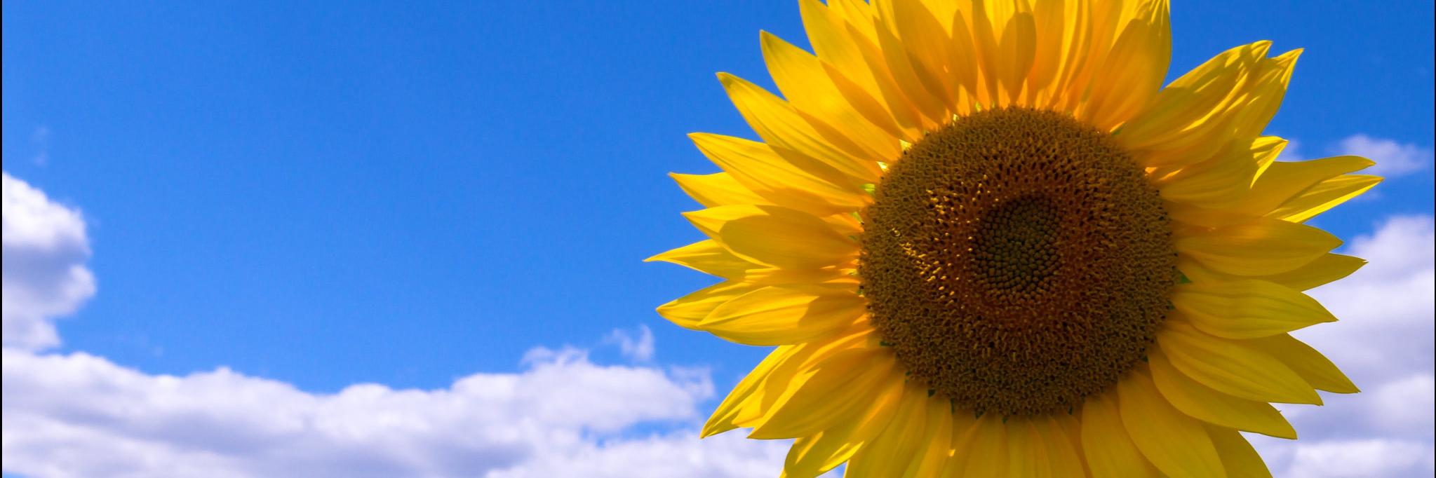 SandhyaKeller's profile banner image