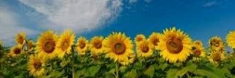 🌻still... banner