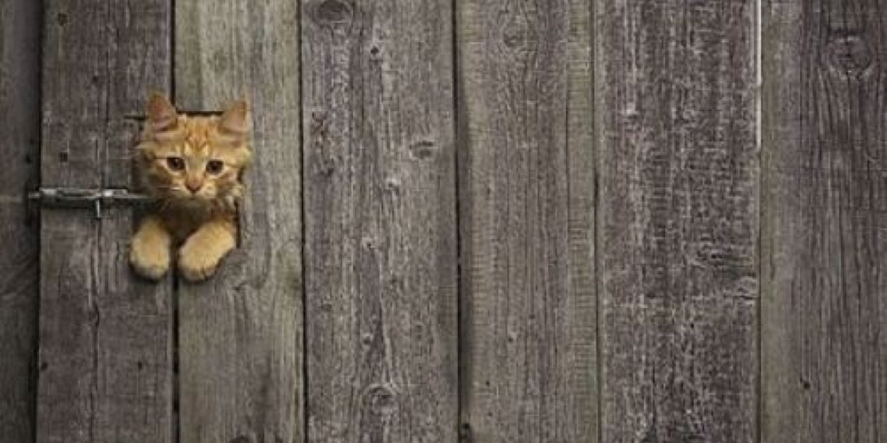 Catsaturday's profile banner image