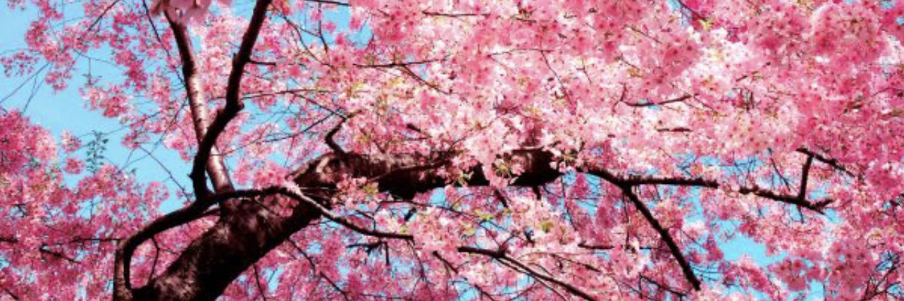 Shanelle 🦋 banner