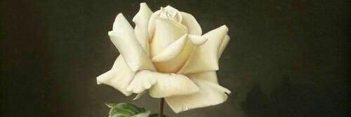 Mohsen04574407's profile banner image