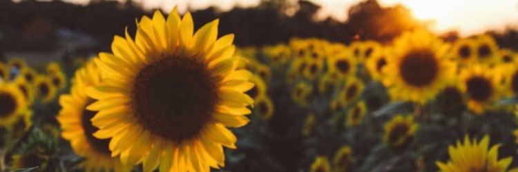 katytheos's profile banner image