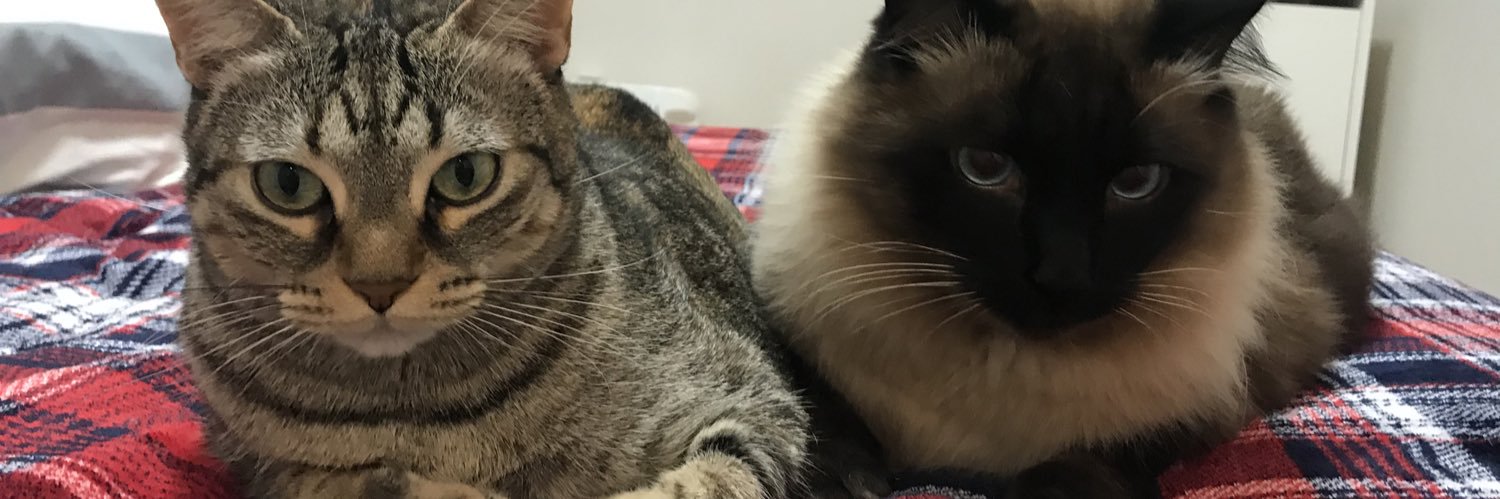 Miau banner