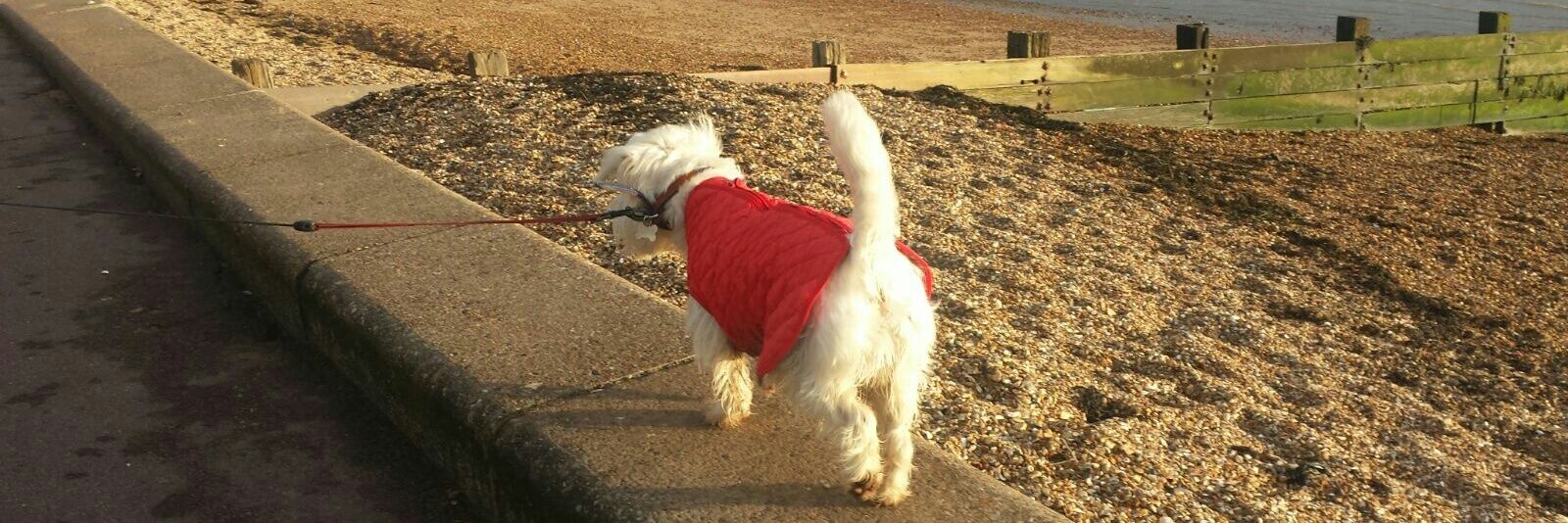 Ernie (and lil' bro Stan) 🐾 banner