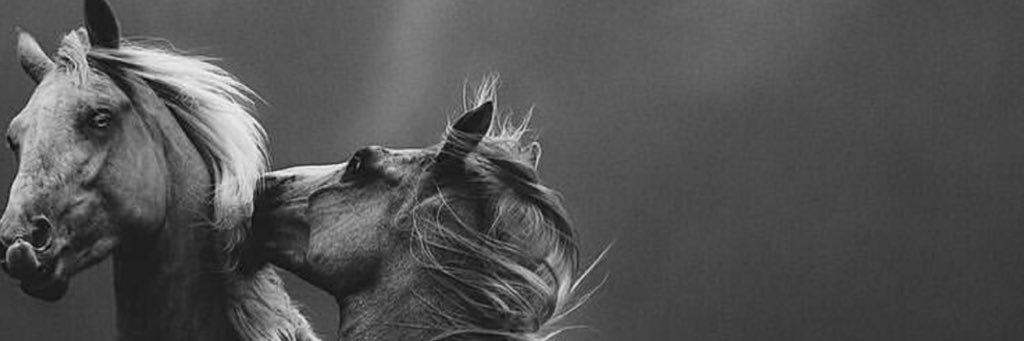 Al_BALAWUI1's profile banner image