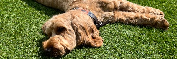 DrDThomson Profile Banner