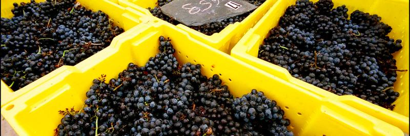 BlenheimWines's profile banner image