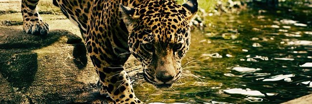 Vicentedamico_'s profile banner image