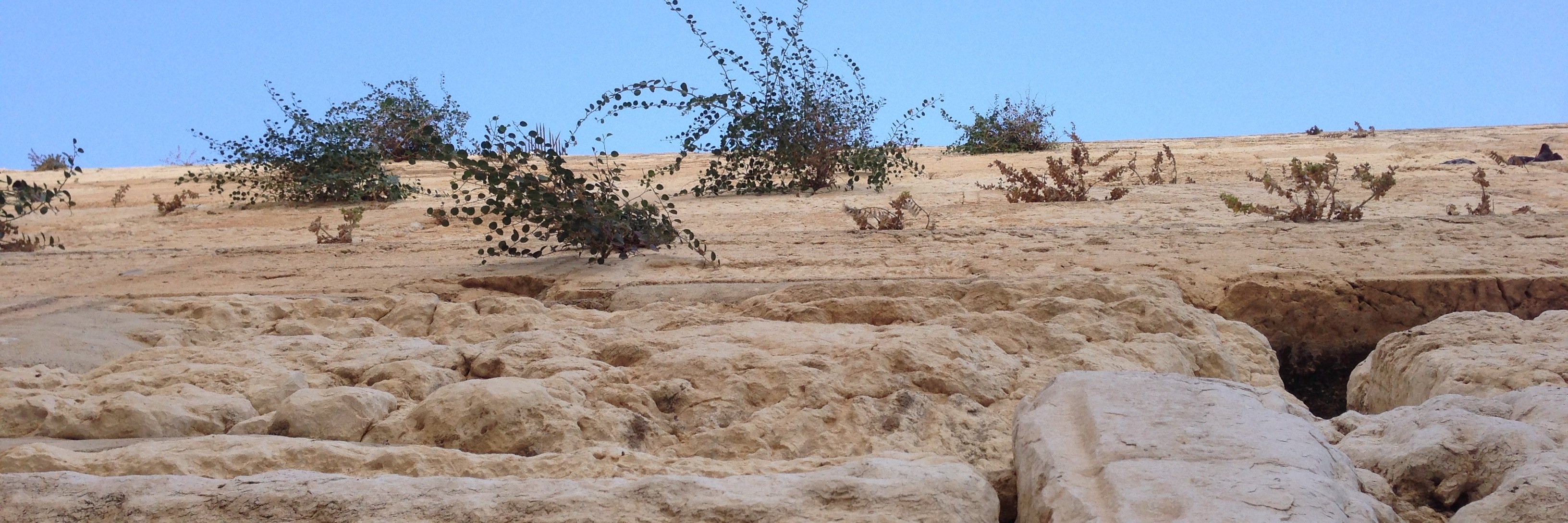 Dr. Steve Shalot banner