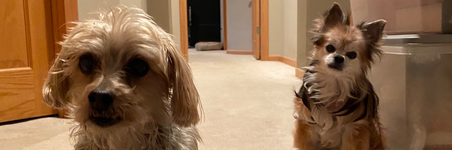 Littlebuttle's profile banner image