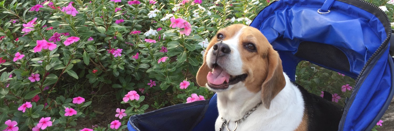 𝘼𝙣𝙜𝙚𝙡 𝘾𝙪𝙧𝙛𝙚𝙬®️ banner