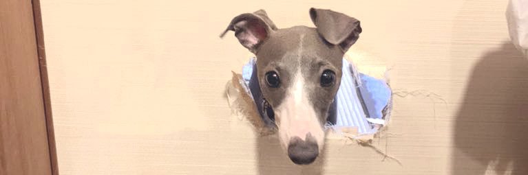 ひかり玉子 banner