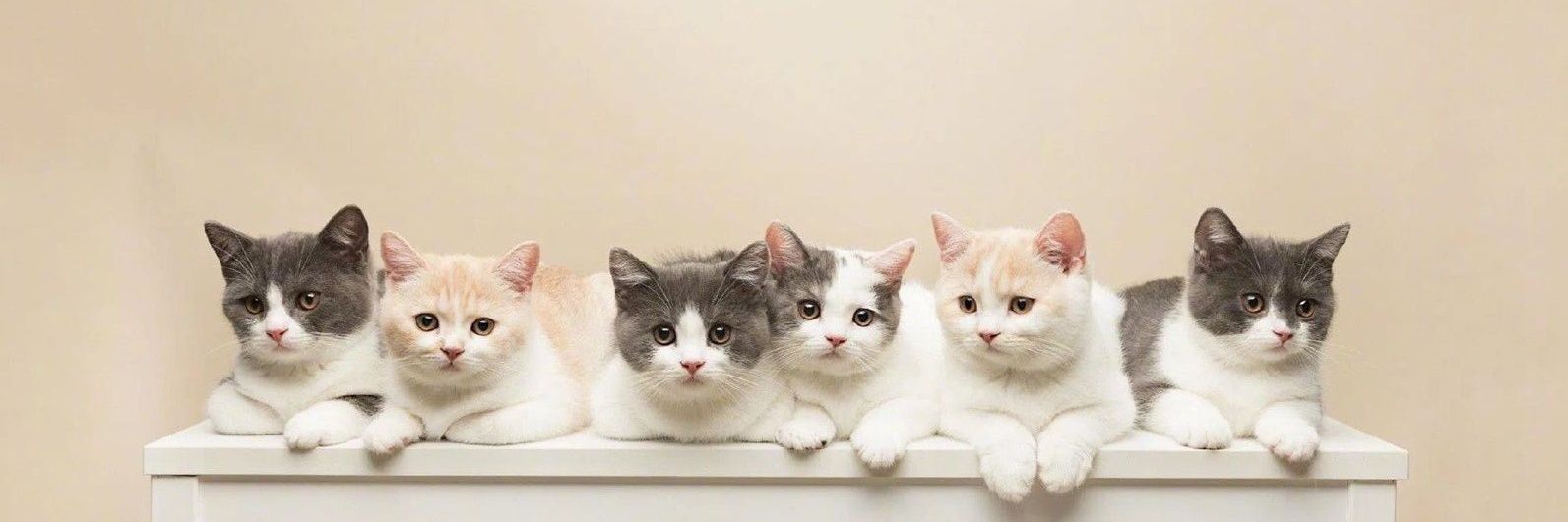 Posts Of Kittens🐾 banner