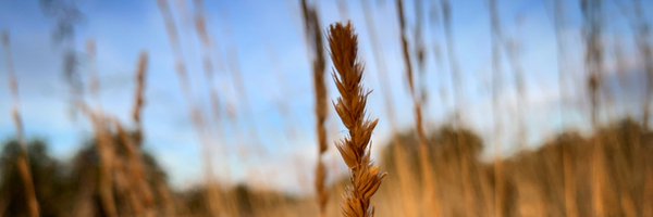 Cesia_Photo Profile Banner
