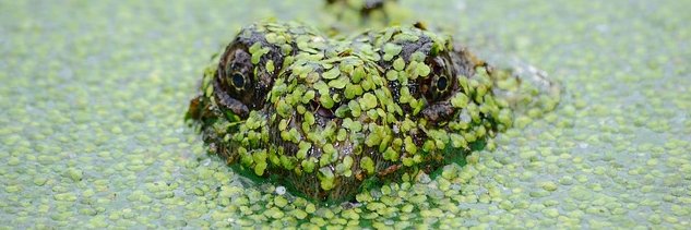 King’s Biology banner