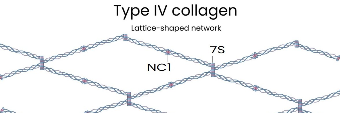 Morten Karsdal banner