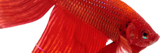 davidcapece's profile banner image