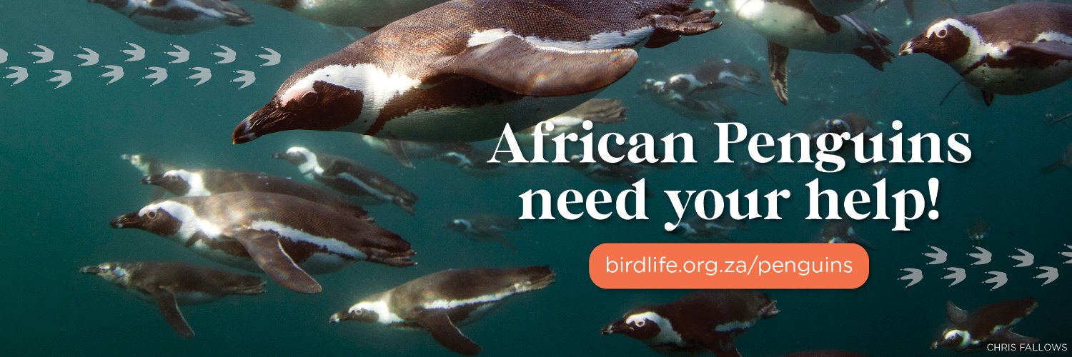 BirdLife South Africa 🇿🇦's banner