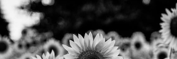 sophbecerra's profile banner image