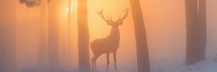 botafigo12's profile banner image